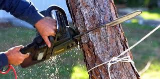 Best Tree Maintenance Programs  in Indian Hills, NM