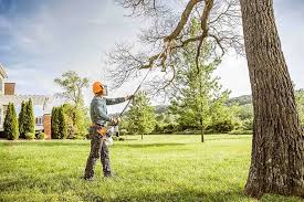 Reliable Indian Hills, NM Tree Services Solutions