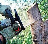 Best Tree Removal  in Indian Hills, NM