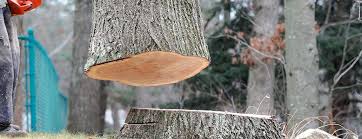  Indian Hills, NM Tree Services Pros