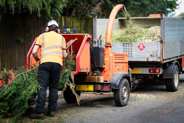 Best Hazardous Tree Removal  in Indian Hills, NM