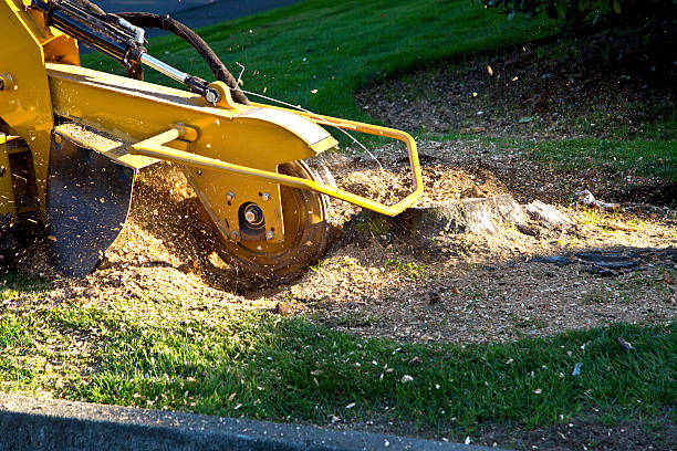 Best Aeration Services  in Indian Hills, NM