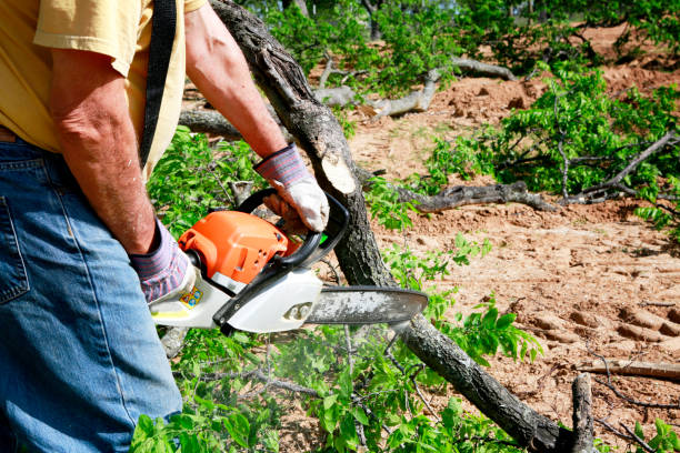 Best Arborist Consultation Services  in Indian Hills, NM